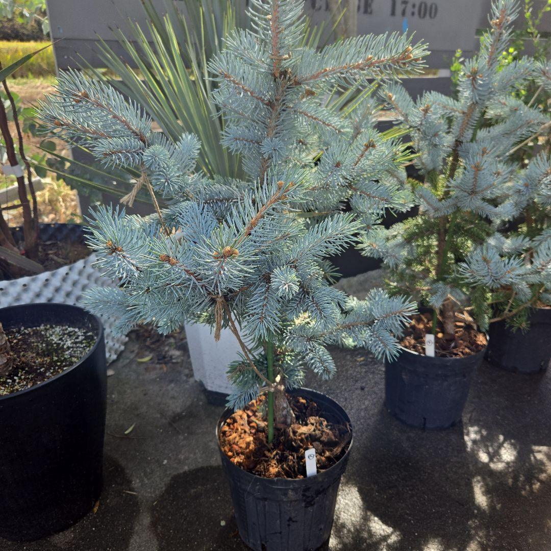 ⑨　ブンゲンス　トウヒ　ホプシー　７号　最高等級極上品‼️