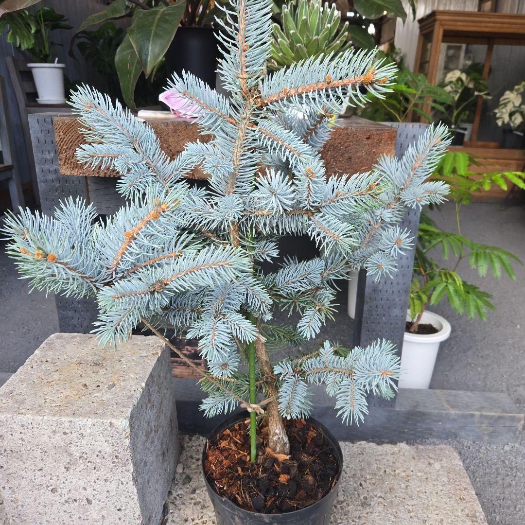 ⑨　ブンゲンス　トウヒ　ホプシー　７号　最高等級極上品‼️