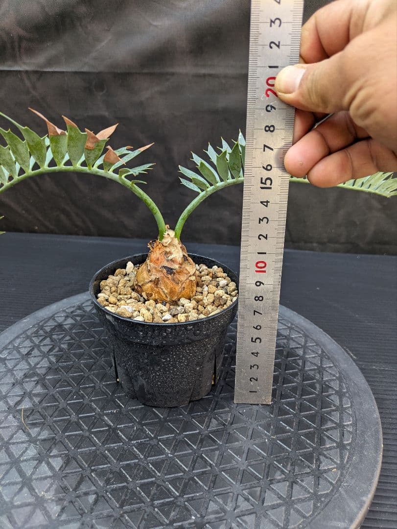 エンセファラルトス ホリダス /約5センチ球