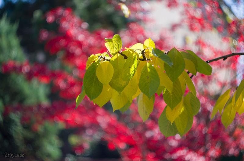 5　デッドストック　ぐるぐるボケレンズ　ヘリオス　44-2　M42アダプター付