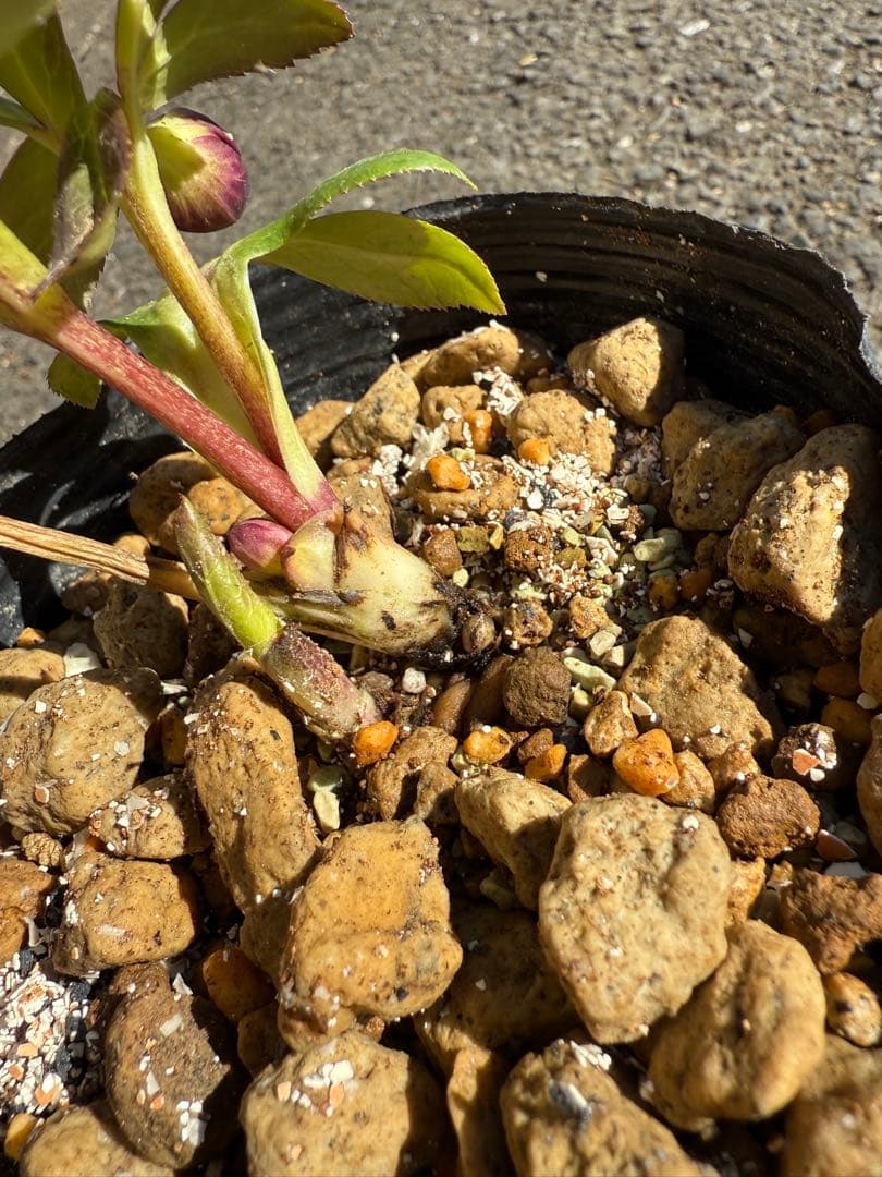 ★極上！希少！美しい丸弁、可愛いミスティークss深い紅★クリスマスローズ開花株