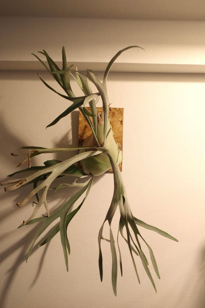 ビカクシダ大株_ベイチー