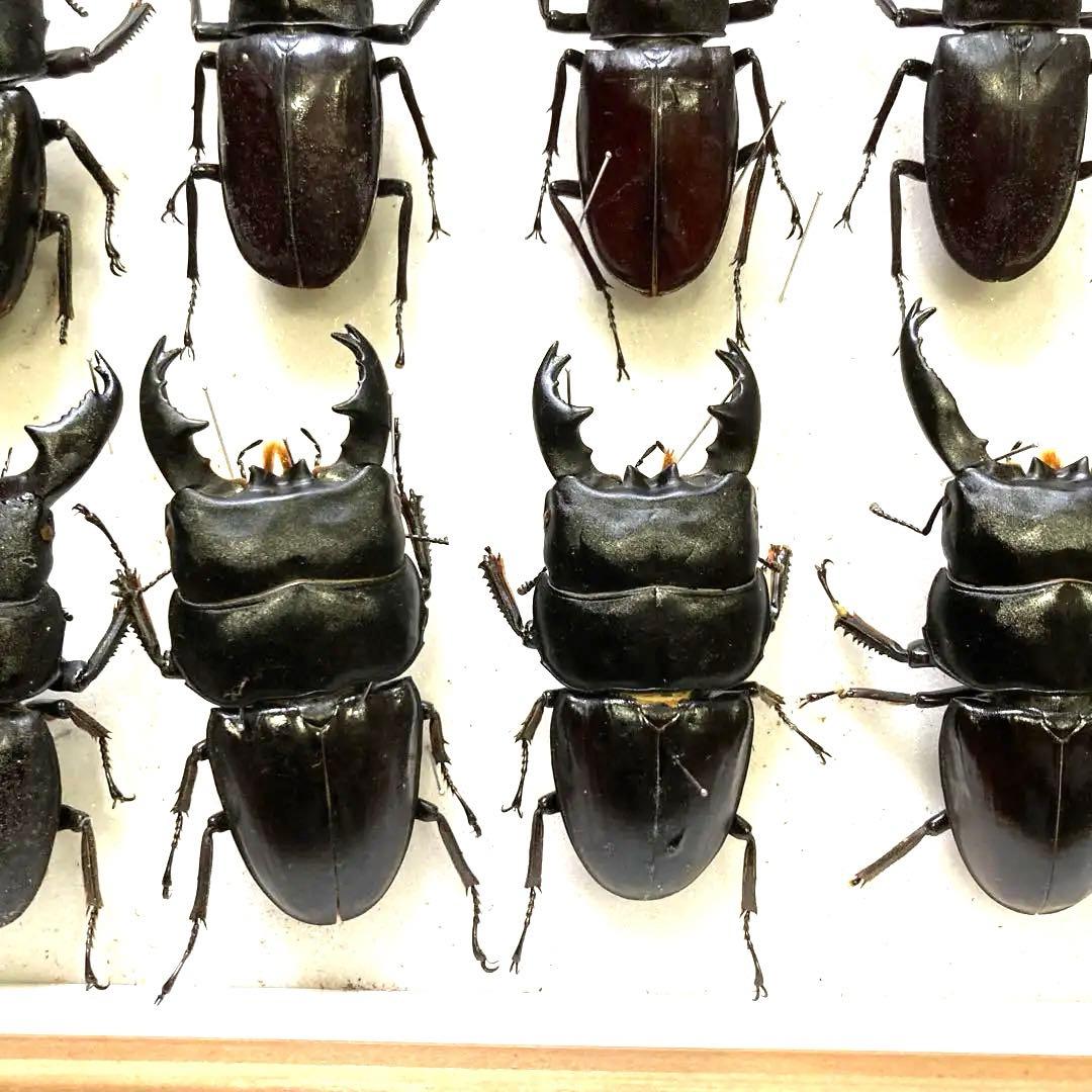 750mmオーバー1000mm世界のクワガタオオクワガタヒラタクワガタなど21頭