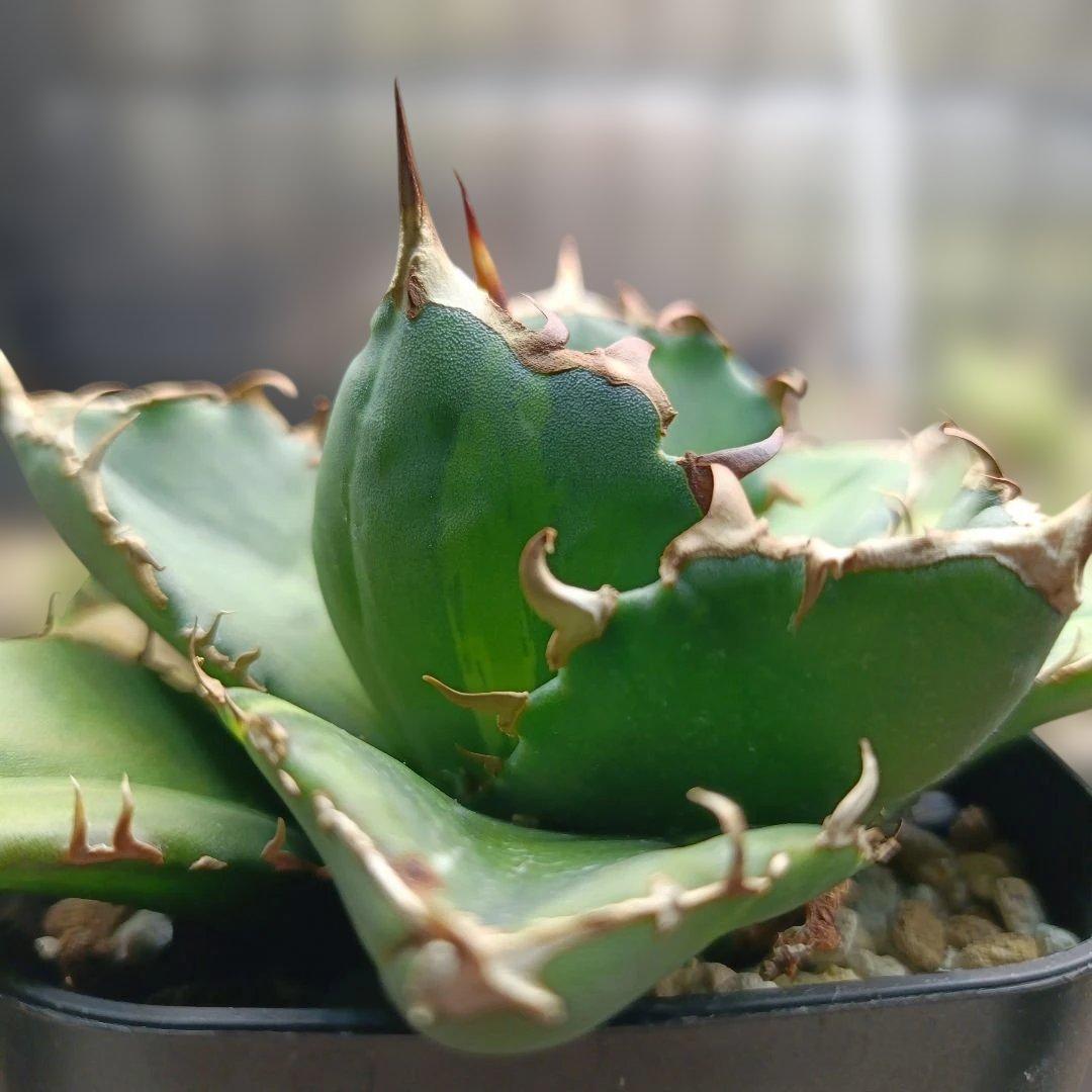 アガベ　チタノタ　白鯨　白鯨錦　西瓜斑　④