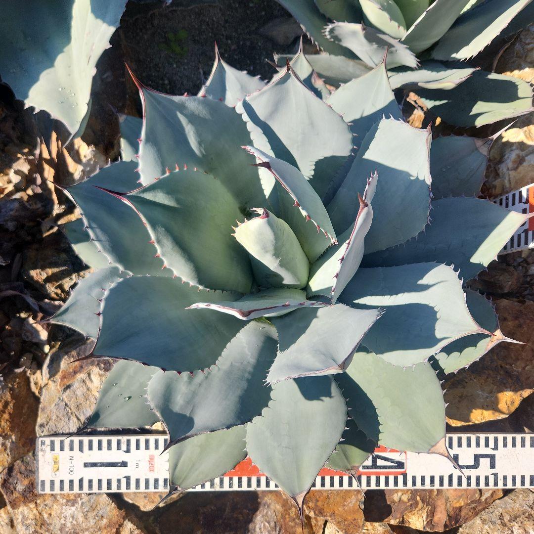 パリートランカータ　大株