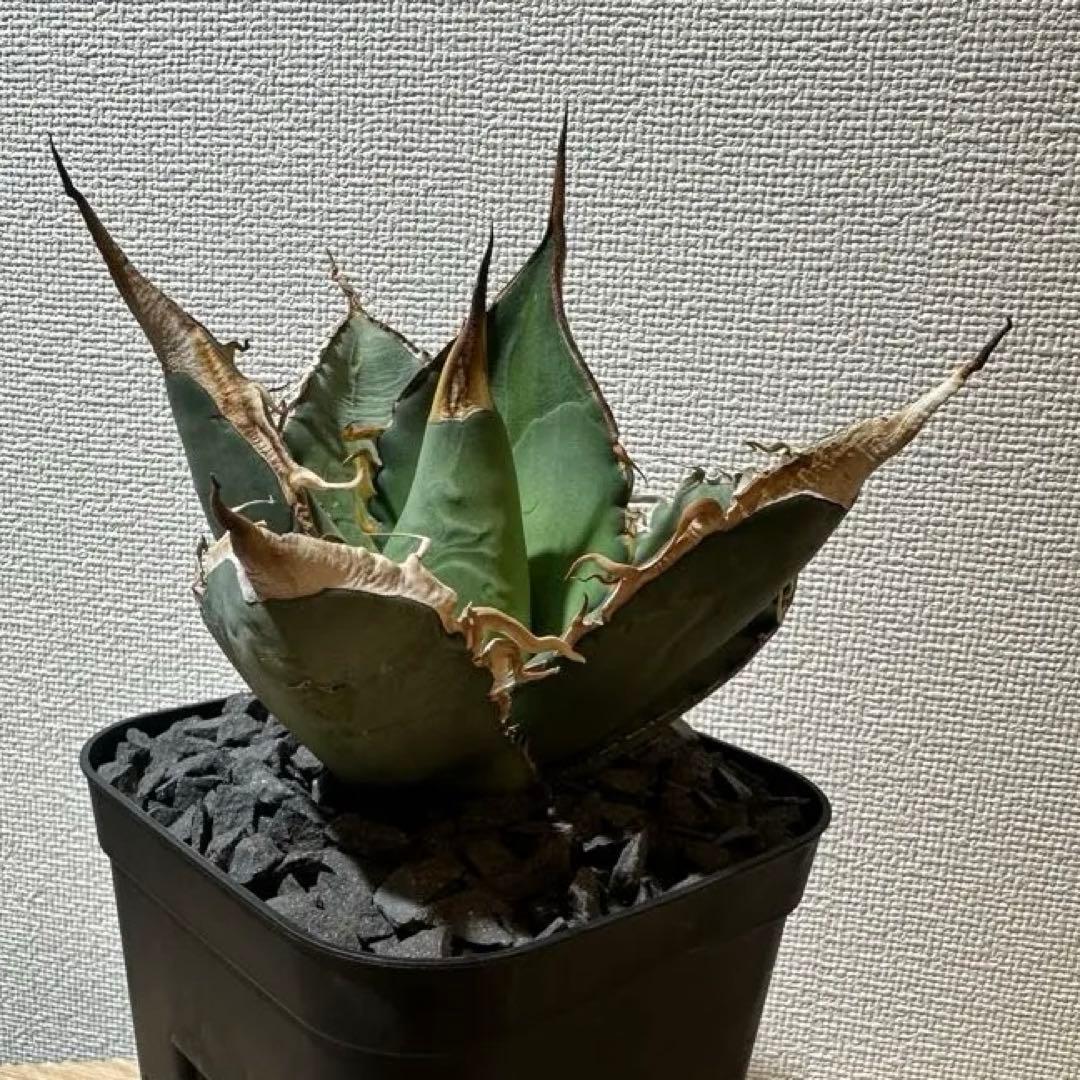 アガベ　oaxaca 実生　オアハカ