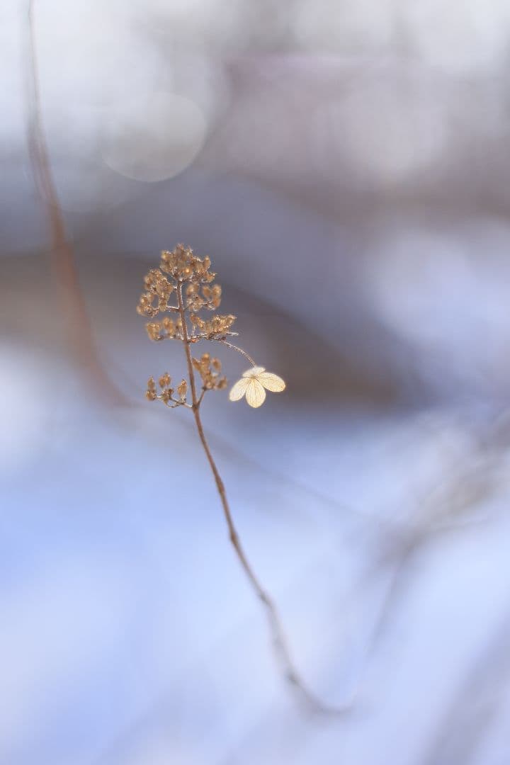 Super-Takumar 55mm F1.8 初期型 S/N：628134