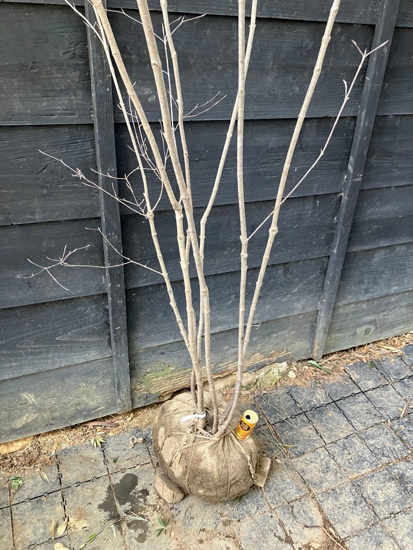 40 山採り　ヤマボウシ