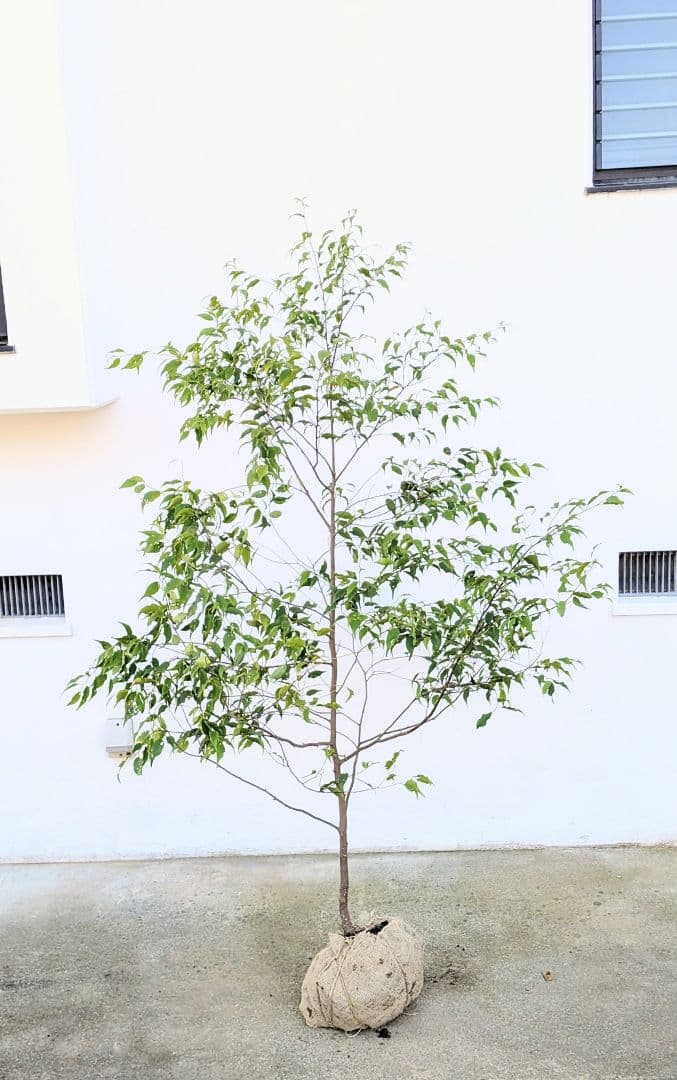 美形単幹。山採りハイノキ。