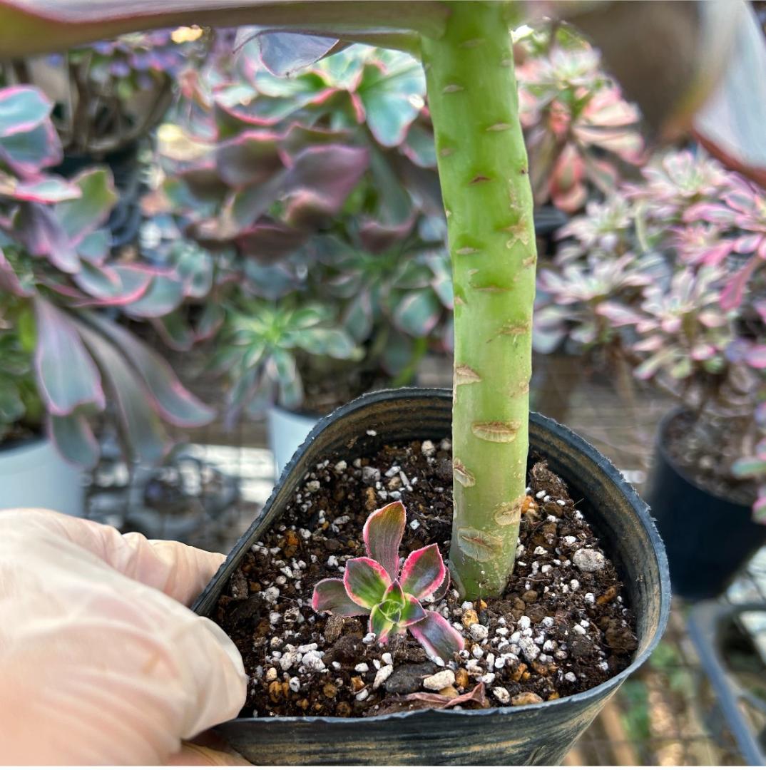 専用出品‼️アエオニウム　シャネル七彩2株　悪魔の目　カット1苗　抜き苗1株