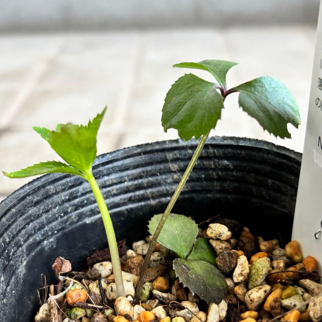 原種　クリスマスローズ 苗　クリロー　希少　クリスマスローズ　花苗