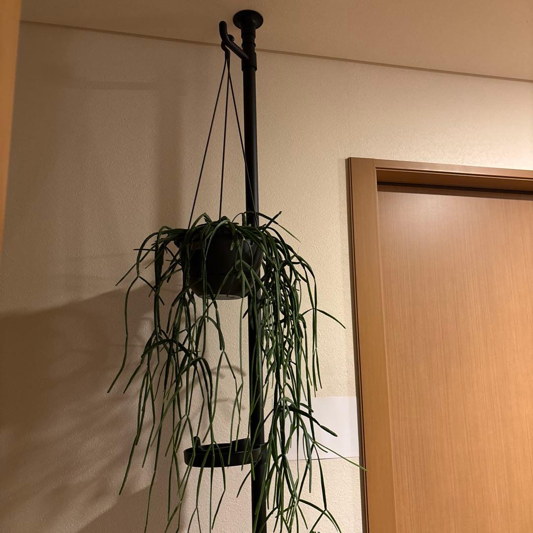 観葉植物 突っ張りポール 鉢2点 合計3点セット 240センチ前後 新品未使用品