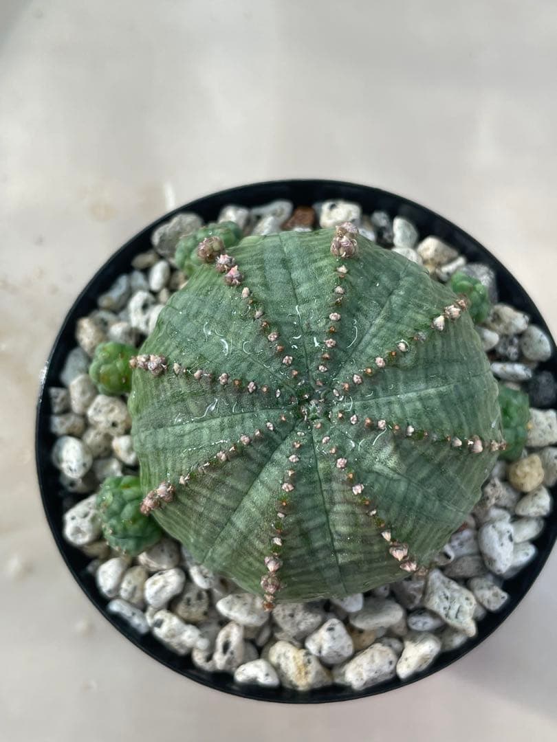 ズ*イ様 ユーフォルビア5点セット 育てやすい大きさ、種類