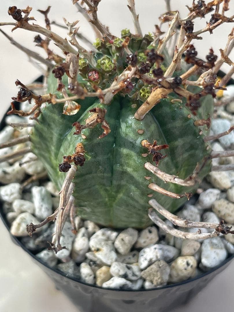 ズ*イ様 ユーフォルビア5点セット 育てやすい大きさ、種類