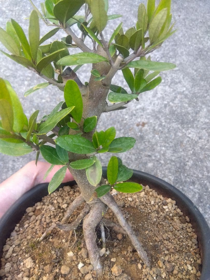 オリーブ　ひなかぜ　盆栽　6号陶器鉢つき　根上がり❗　①