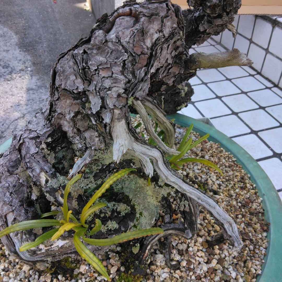 黒松　　 大型盆栽】　　撮影日2022,09,21日945