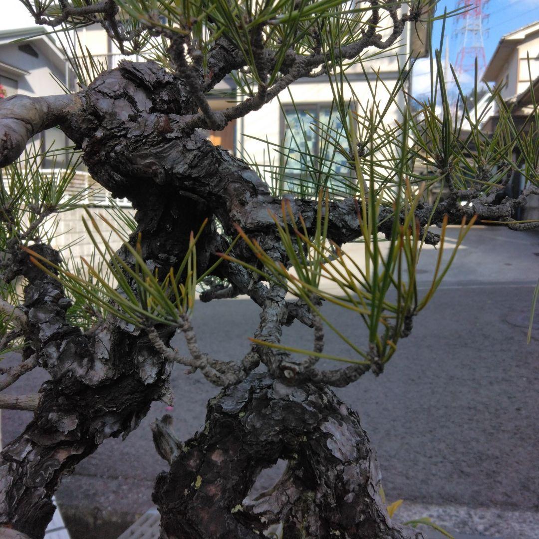 黒松　　 大型盆栽】　　撮影日2022,09,21日945