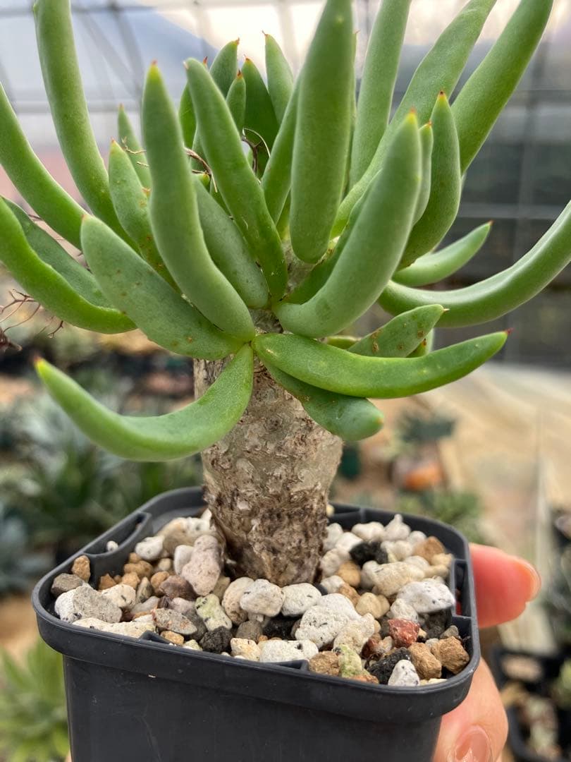 チレコドン　レティキュラータス　万物想　実生苗　開花株