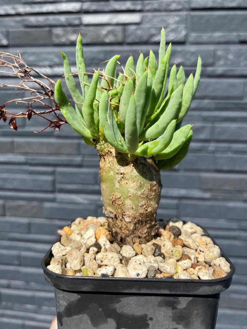 チレコドン　レティキュラータス　万物想　実生苗　開花株