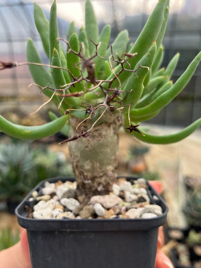 チレコドン　レティキュラータス　万物想　実生苗　開花株