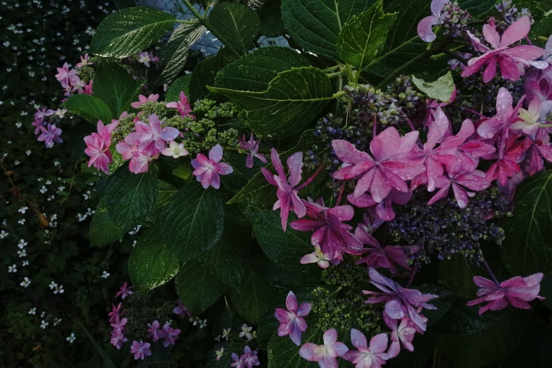 しろくろ【美品】RICOH GR DIGITAL IV