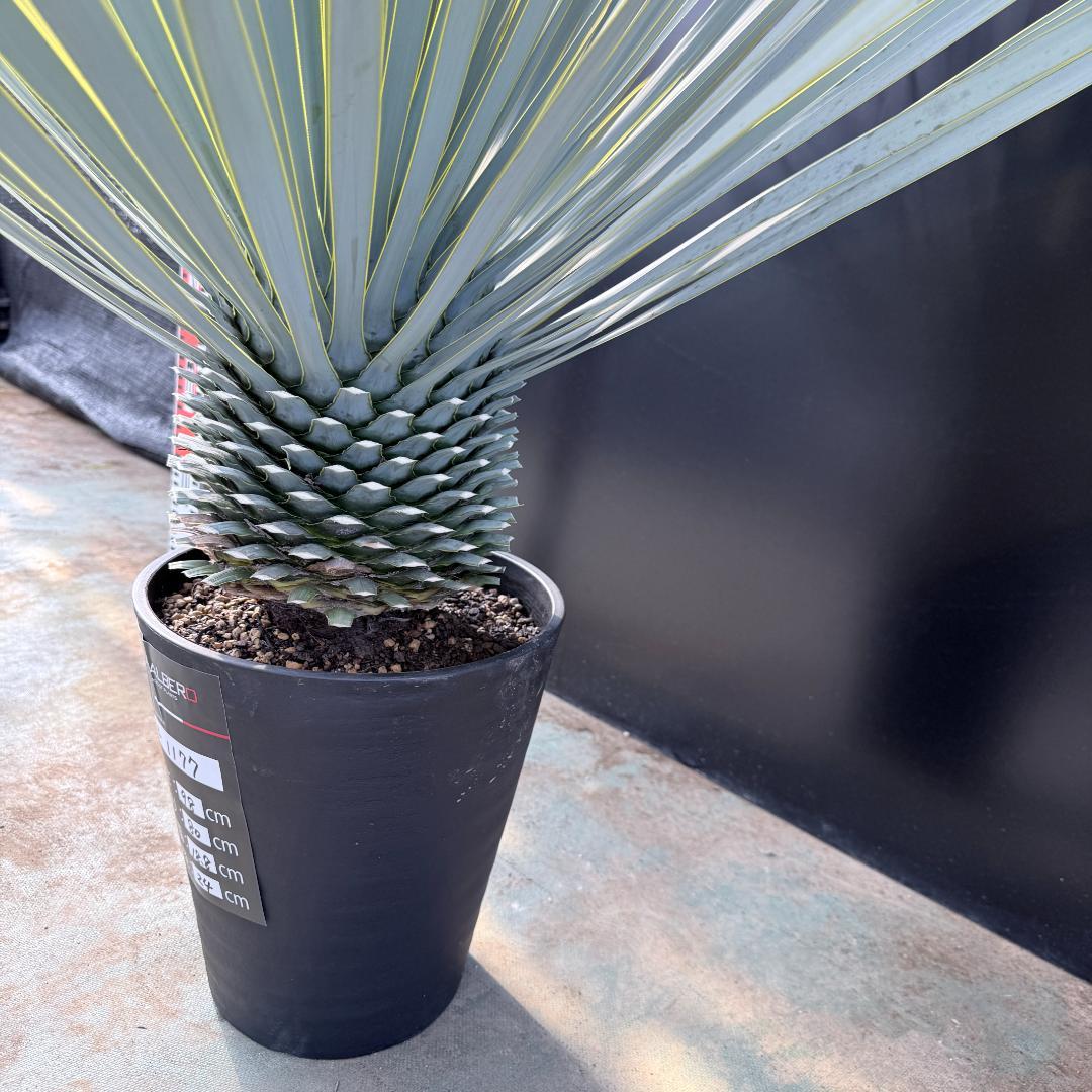 【AL1177】ユッカ　ロストラータ　シルバーブルー　超美形　お買い得品