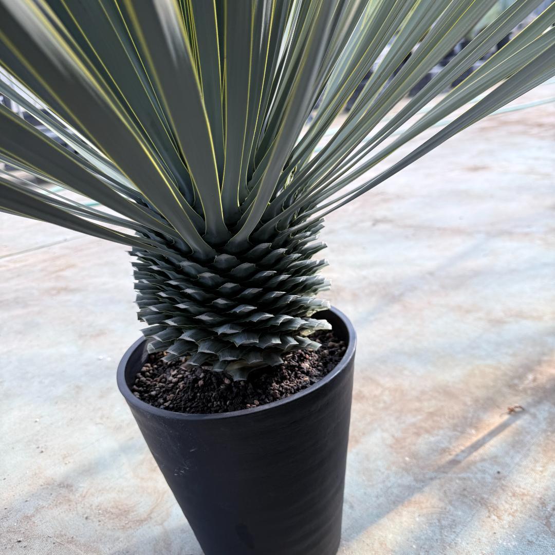 【AL1177】ユッカ　ロストラータ　シルバーブルー　超美形　お買い得品