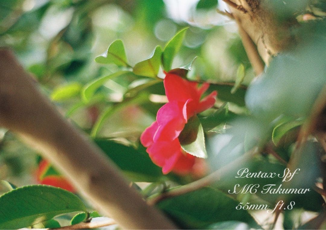 試写作例多数★pentax spf★リザード本革ブラウン★美品＊完動品＊初期保証