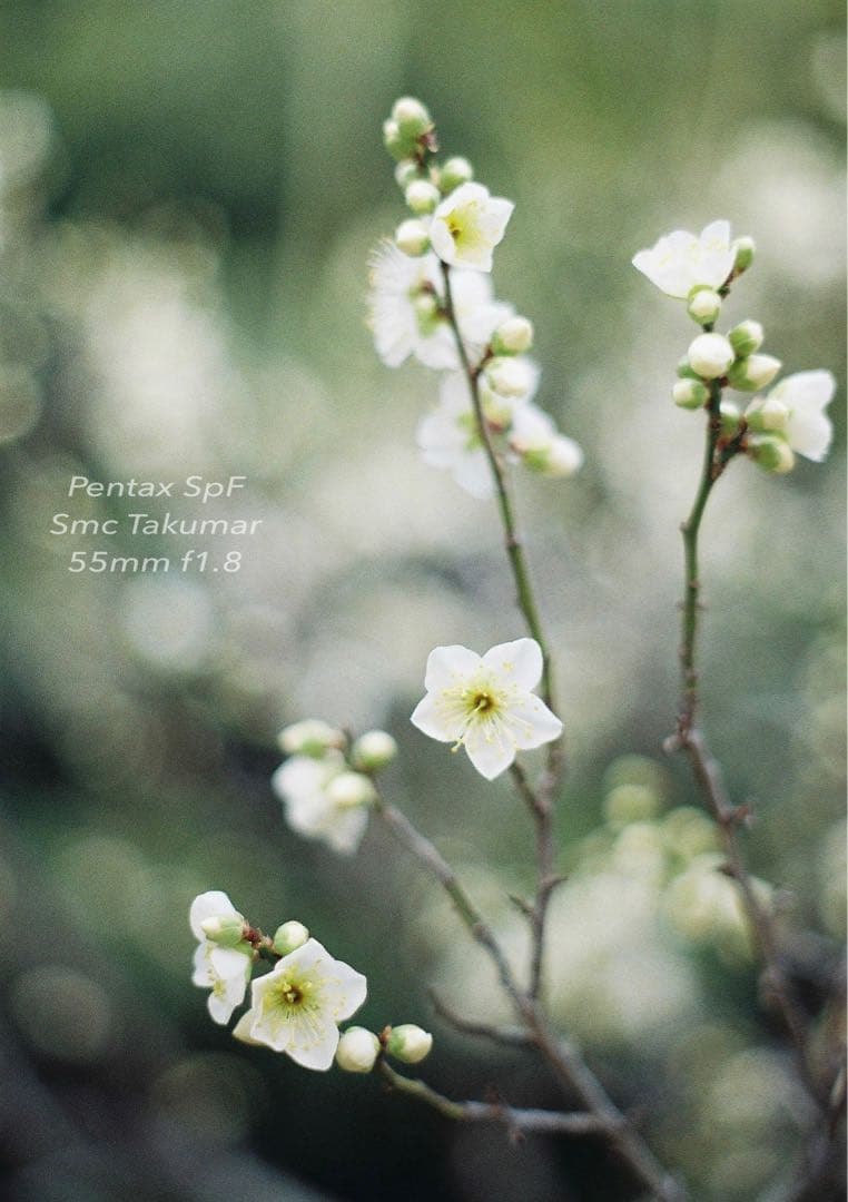 試写作例多数★pentax spf★リザード本革ブラウン★美品＊完動品＊初期保証