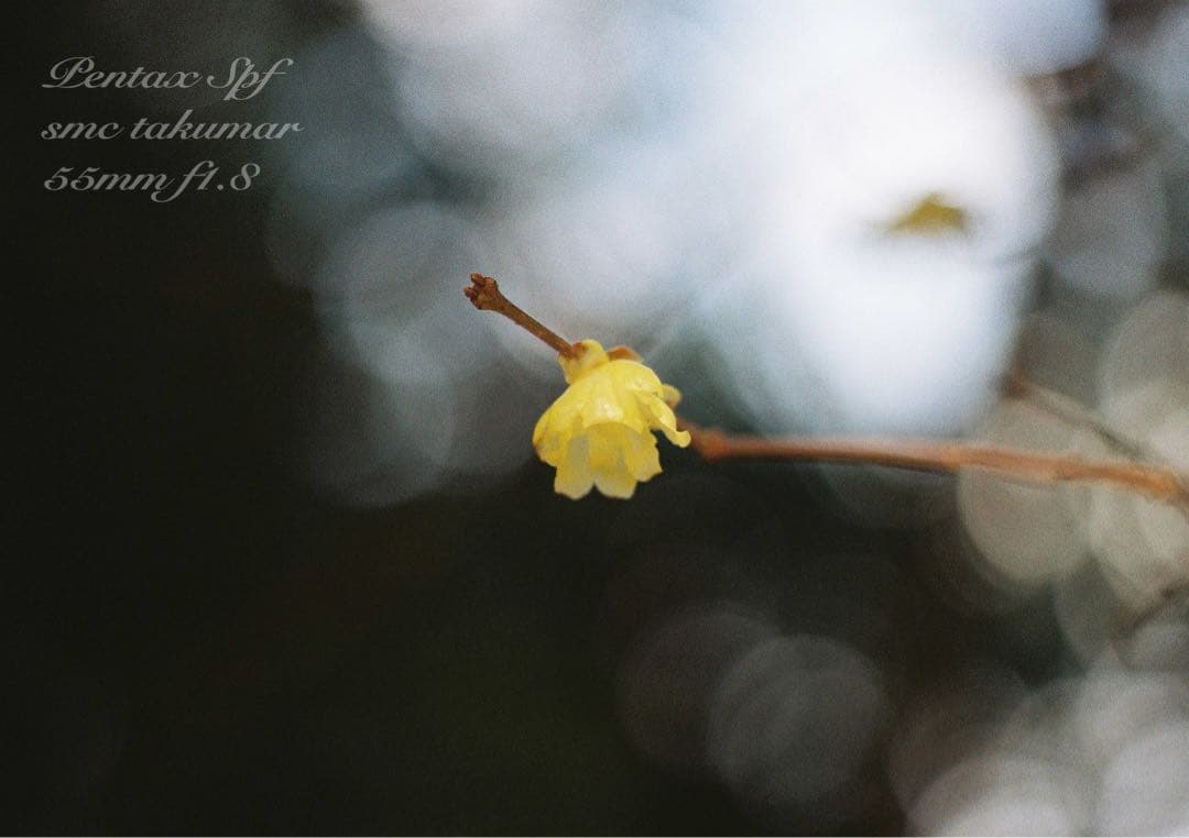 試写作例多数★pentax spf★リザード本革ブラウン★美品＊完動品＊初期保証