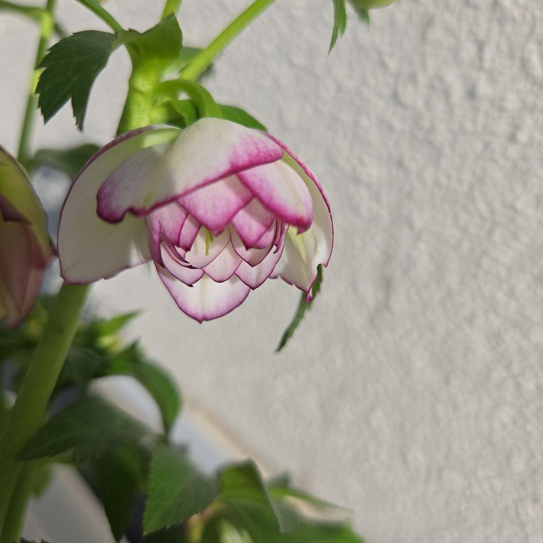 クリスマスローズ　大木ナーサリー　ムルチフィダス系dd