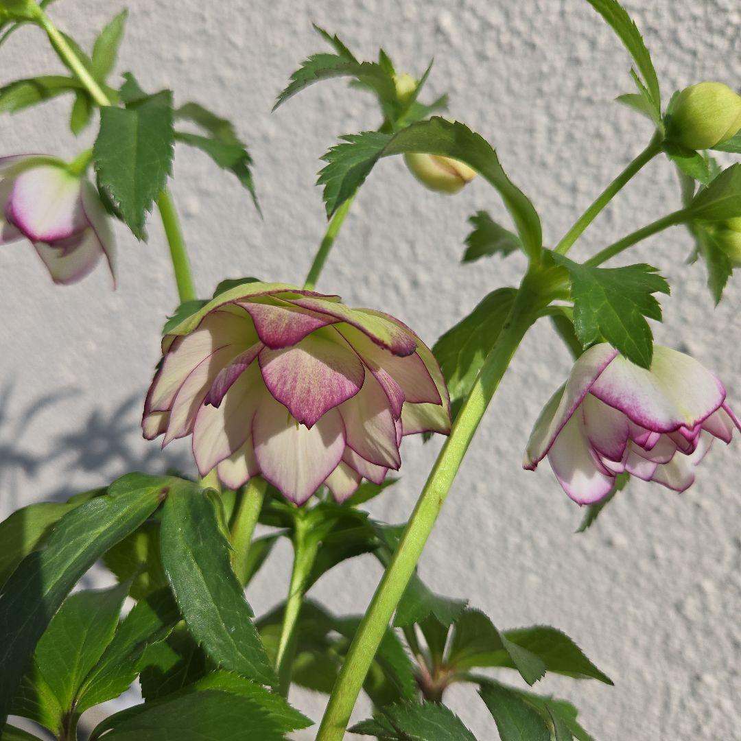 クリスマスローズ　大木ナーサリー　ムルチフィダス系dd