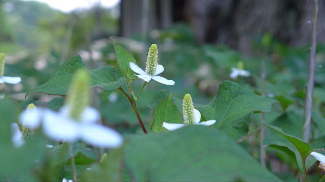 Leicaのロマン F1.4大口径で吠える！ポケットの猛獣 D-LUX 6セット