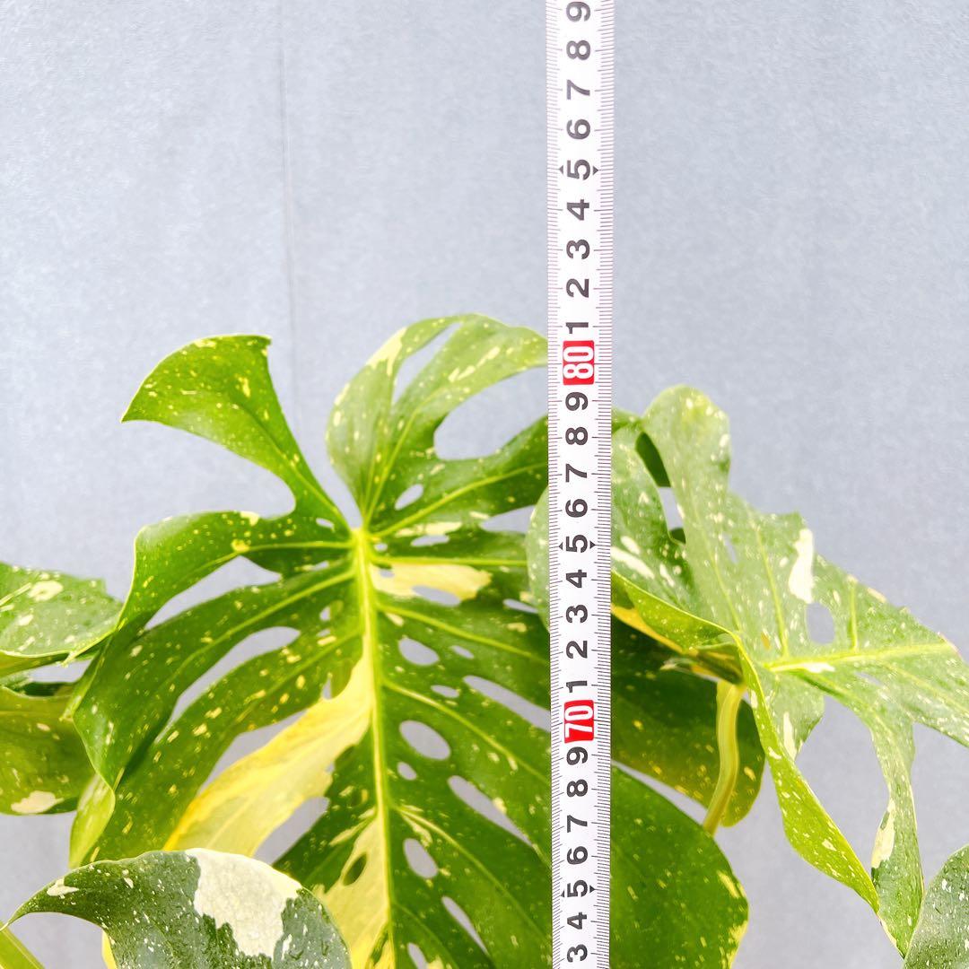 現品　モンステラ　デリシオーサ　斑入り　36番　バリエガータ　希少　観葉植物