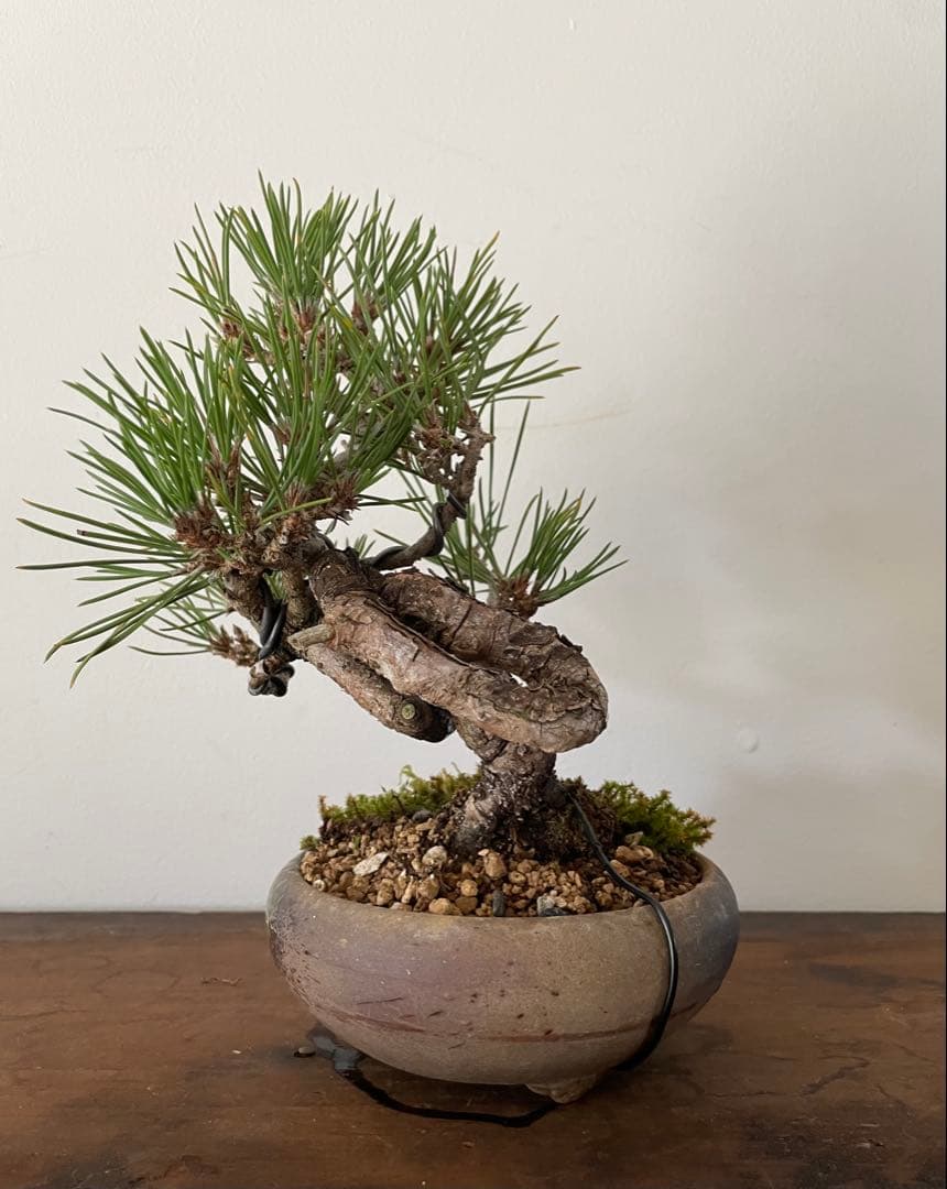 黒松盆栽