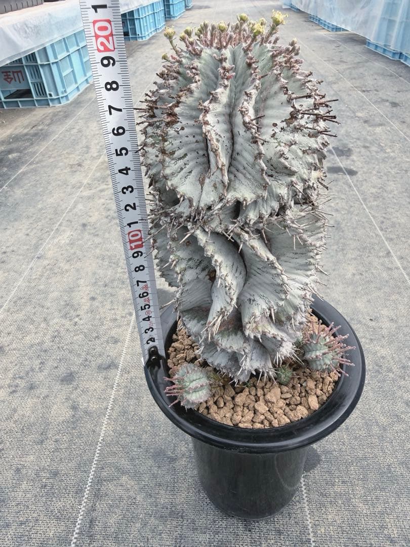 めぐる様おまとめ同梱専用　スーパーホワイト付