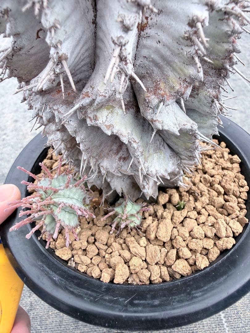 めぐる様おまとめ同梱専用　スーパーホワイト付