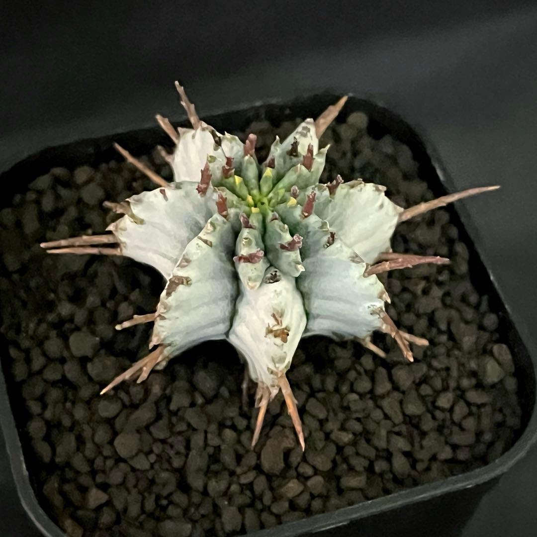 佐*太様 ユーフォルビアホリダ 勝岡アルバ 純血統 極上 雌株 カキ子SSSラン