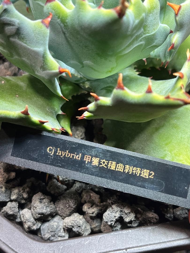 アガベ ハイブリッド　CJ plants産　甲蟹交種曲刺特選2