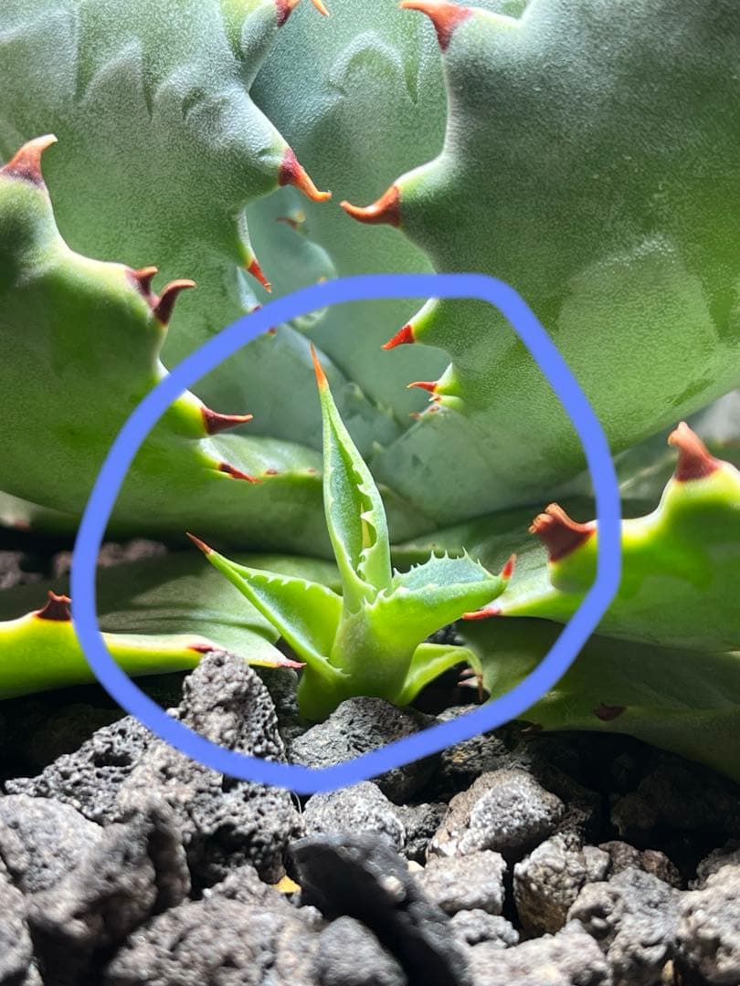 アガベ ハイブリッド　CJ plants産　甲蟹交種曲刺特選2