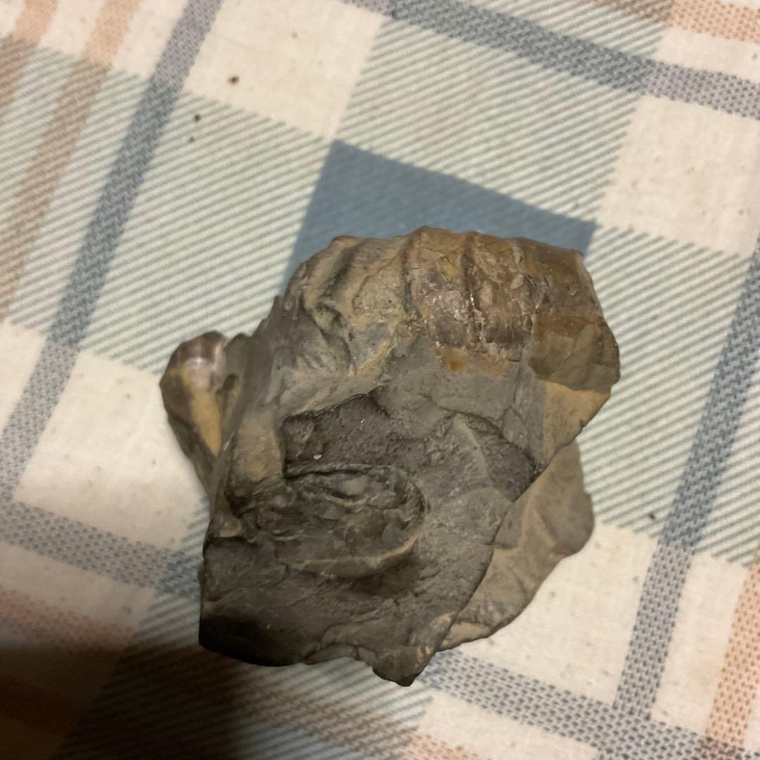 アンモナイトの化石　昭和５３年頃入手。【歴史の研究用に！】