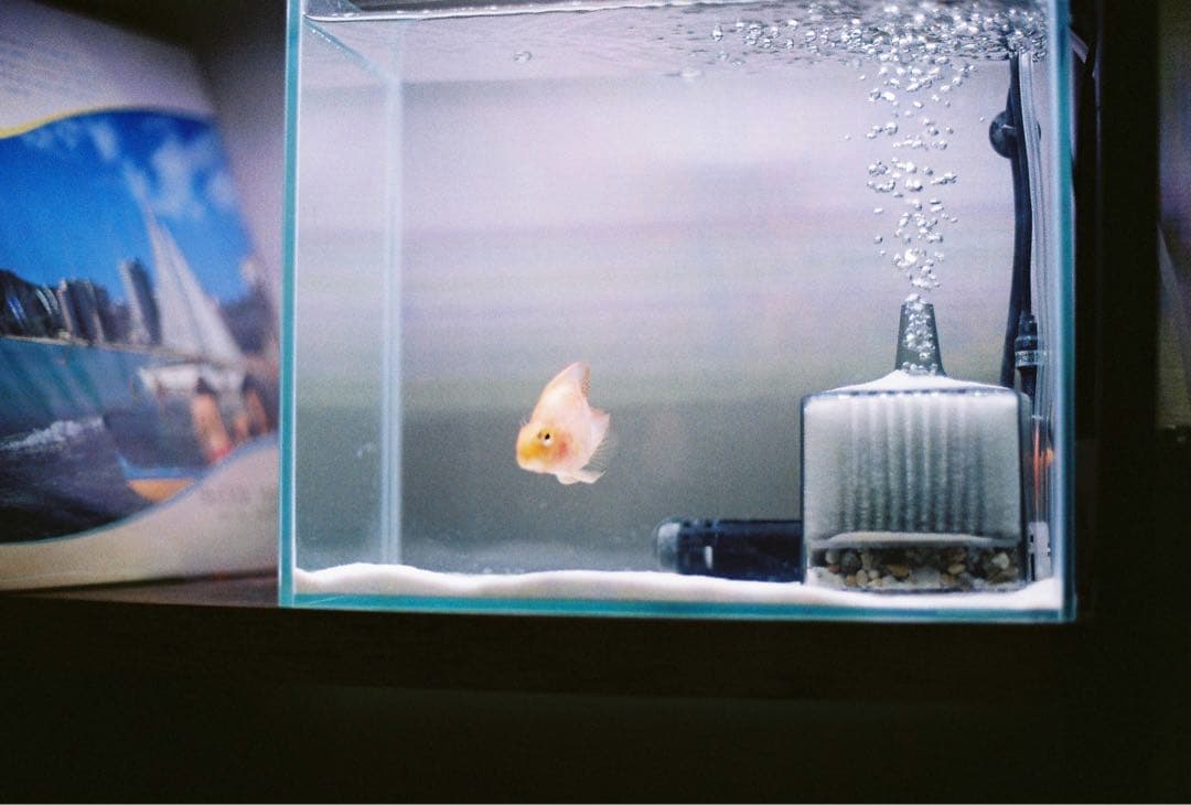 OLYMPUS μ[mju:]-II 全天候型フィルムカメラ