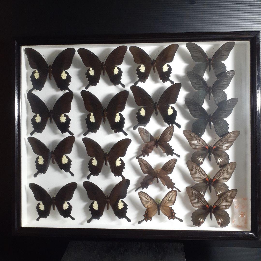 蝶標本　アゲハチョウ類8種47頭、大型ドイツ標本箱２箱入りセット