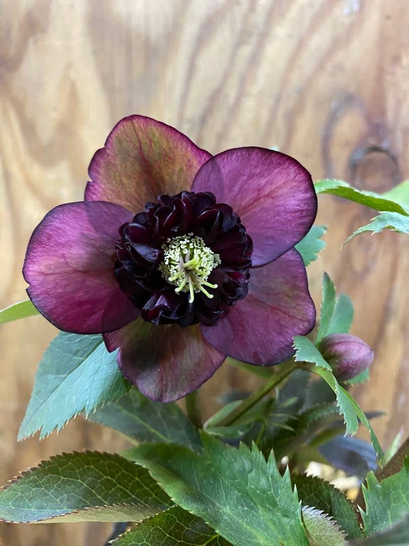 アンティークモーリー　加藤農園