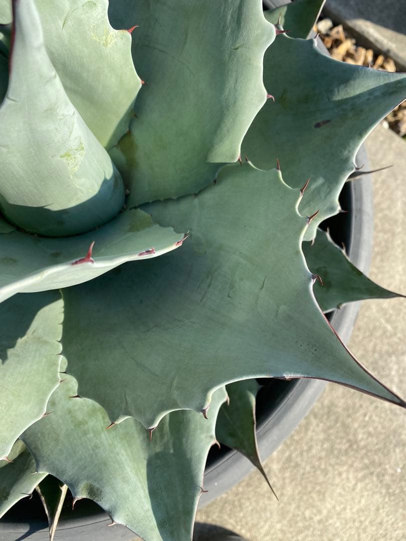 オバティーフォリア