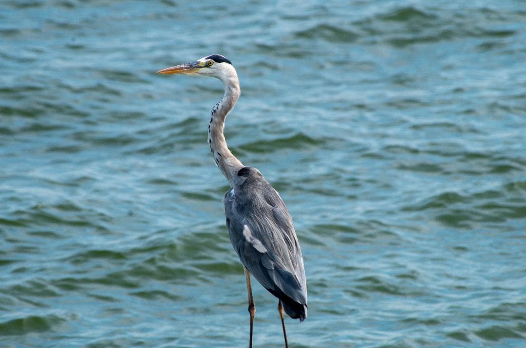 【黒死病対策】【内臓電池交換】PENTAX K-30 カメラらしいブラック