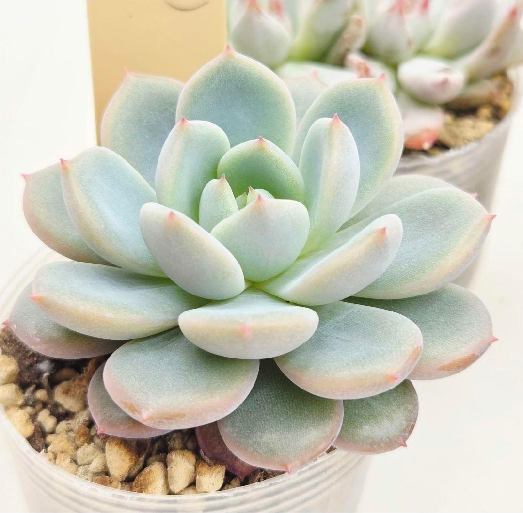 M*2様 ⑯大きめ ももホイップ❣️ミニマカロン交配❣️恋交配❣️発根済6苗メル