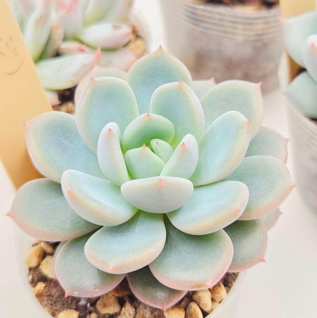 M*2様 ⑯大きめ ももホイップ❣️ミニマカロン交配❣️恋交配❣️発根済6苗メル