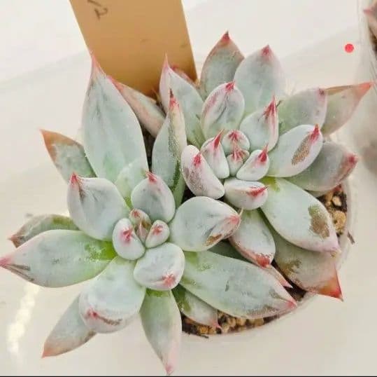 M*2様 ⑯大きめ ももホイップ❣️ミニマカロン交配❣️恋交配❣️発根済6苗メル