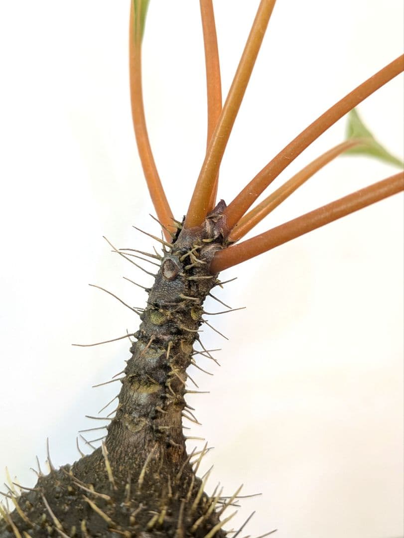 ミルメコディア プラティティレア オレンジ ペティオールズ アリ植物